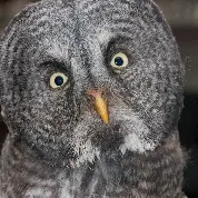 Optimistic Moron Avatar