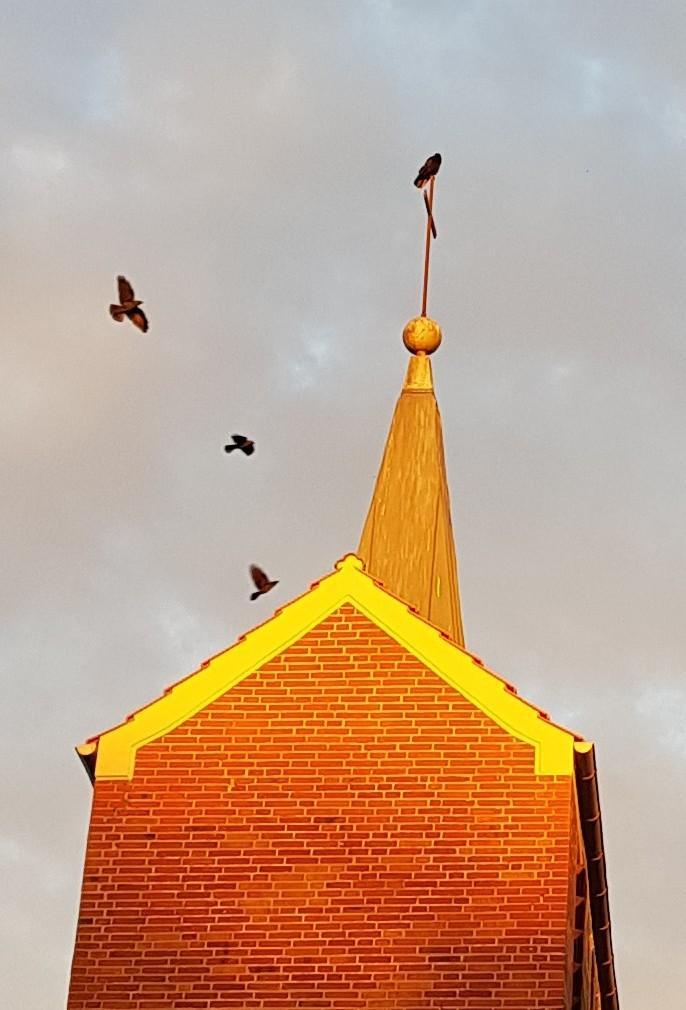 Eine sehr schlichte Backsteinkirche mit spitz zulaufendem Kirchturm und Kreuz wird von herbstlich goldenem Abendlicht angeleuchtet. Auf der Kreuzspitze sitzt eine Krähe. Drei weitere Krähen kreisen um den Turm oder befinden sich im Landeanflug.