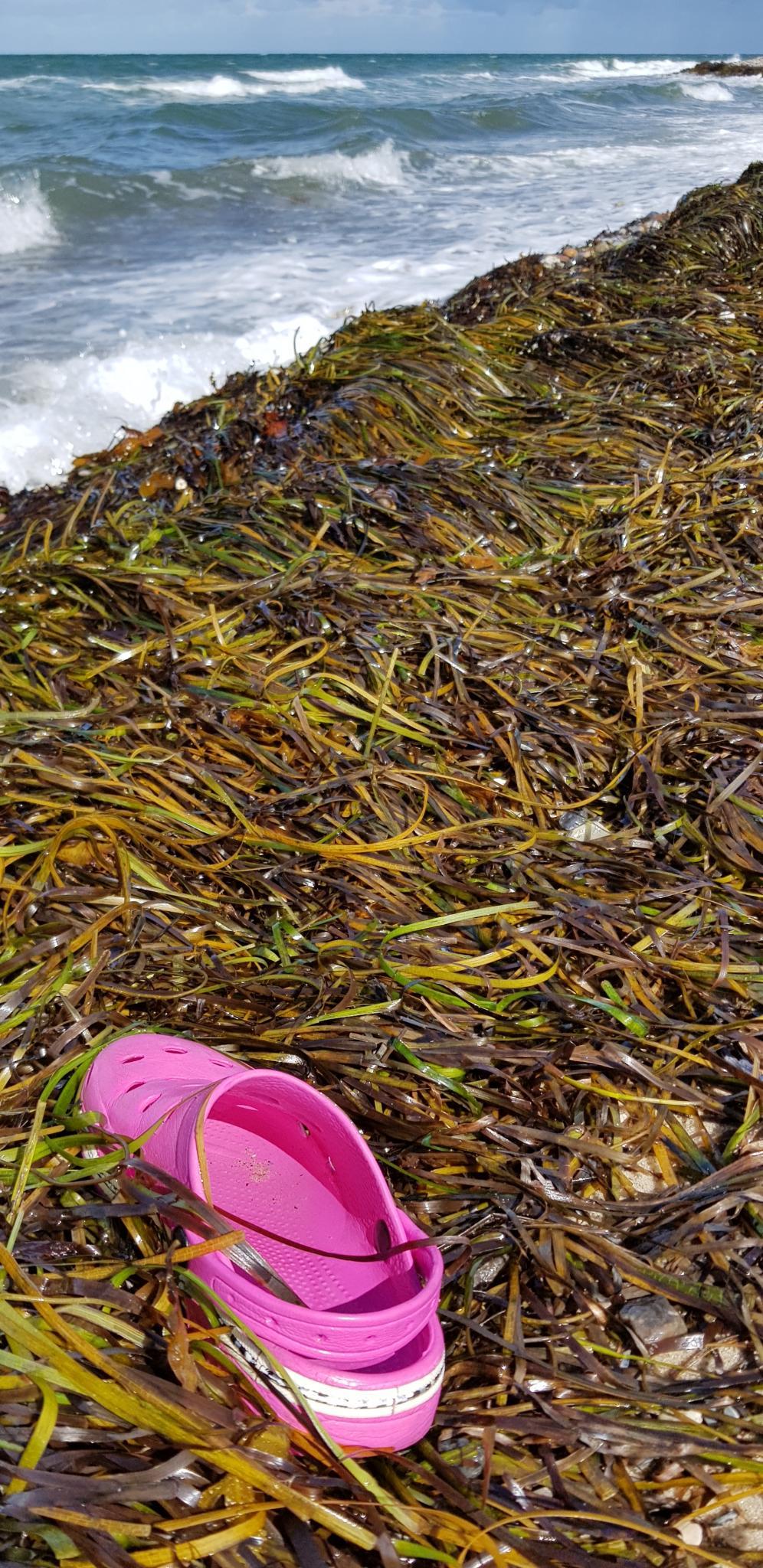 Eine Meeresküste. Ganz oben ein schmaler Streifen hellblauer Himmel. Darunter in der linken oberen Ecke, ca. ein Sechstel des Bildes einnehmend, bewegte See mit Brandungswellen. Der Rest des Bildes zeigt den Strand, der mit frischem Seegras und Tang überhäuft ist. In der linken unteren Ecke thront auf dem Seegras ein einzelner pinkfarbener Gummiclog.