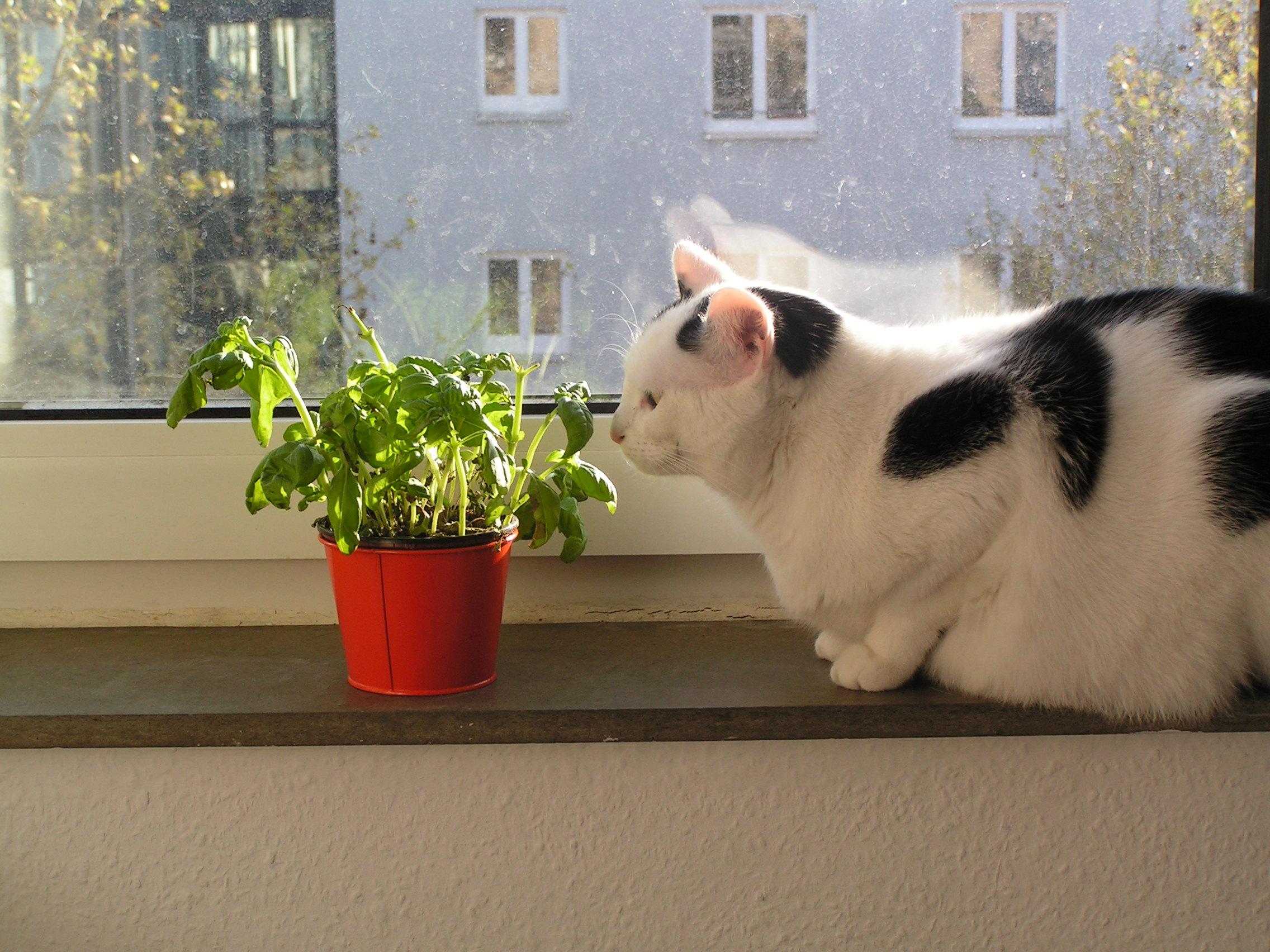 Eine schwarze und weiße Katze sitzt auf einer Fensterbank neben einem kleinen roten Topf, der eine grüne Blätterpflanze enthält. Die Katze ist auf der rechten Seite positioniert, mit dem Körper überwiegend weiß und schwarz gepunktet. Hinter dem Fenster ist ein hellgrauer Gebäude mit mehreren weißenrahmengetächten Fenstern sichtbar, sowie Bäume mit grünem Laub. Die Fensterbank ist ein dunkler, flacher Boden und die Wand unter dem ist hell gefärbt. Es gibt keine sichtbare Textur im Bild.