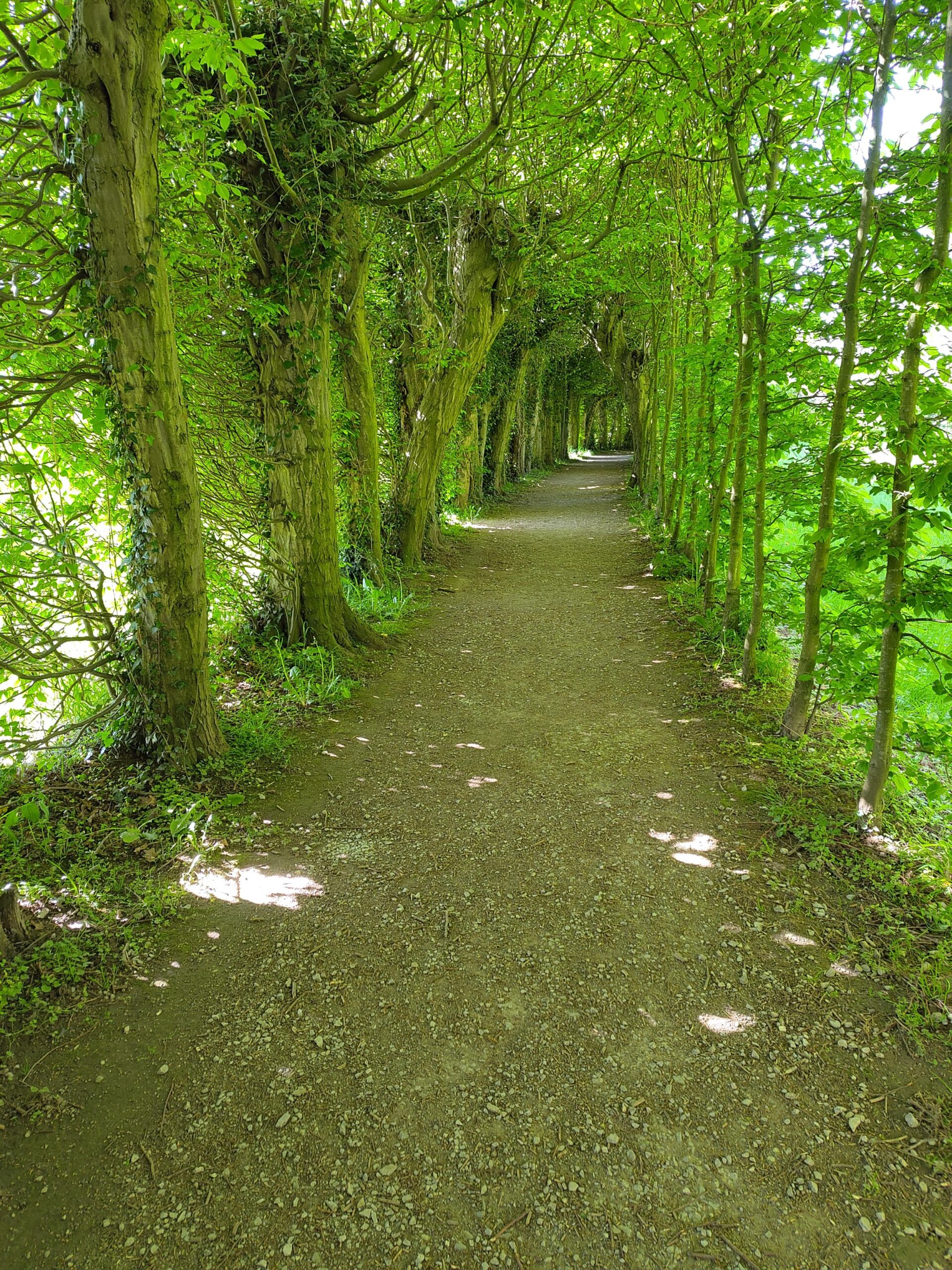 Ein Weg gesäumt von Bäumen. Diese wachsen so über den Weg, das dieser ein natürliches Dach hat. So entsteht ein atmosphärischer Weg mit interessantem grünen Licht.
