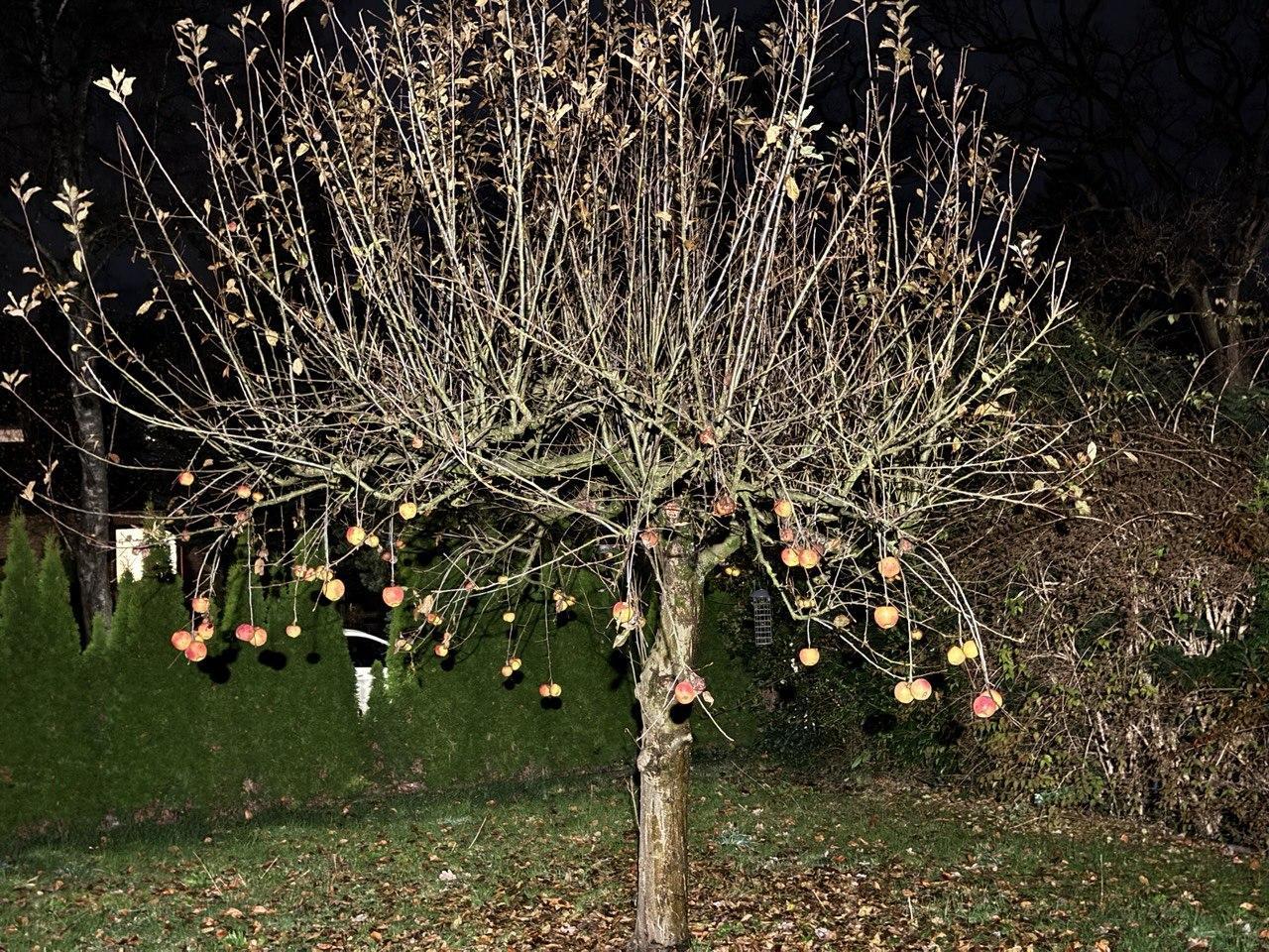 An einem fast kahlen Apfelbaum mit vielen dünnen Ästen hängen im unteren Bereich noch rötlich-gelbe Äpfel. Die Äste des Baumes streben nach oben und außen. Nur wenige kleine und nicht mehr grüne Blätter sind vor allem an den Spitzen der Äste noch vorhanden. Der Baum steht auf einem mit braunem Laub bedeckten Rasen. Auf der rechten Seite hängt kaum sichtbar eine leere längliche Halterung für Meisenknödel. Der Hintergrund besteht aus Hecken, hinter denen sich Häuser nur erahnen lassen, und nachtschwarzem Himmel. Helles künstliches Licht erhellt die Vorderseite des Baumes und erzeugt einen starken Kontrast zur dunklen Umgebung.